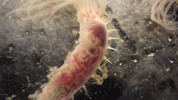 Media type: image;   Invertebrate Zoology 153118 Description: live specimen;